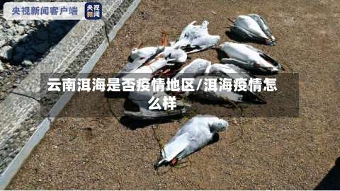 云南洱海是否疫情地区/洱海疫情怎么样-第1张图片