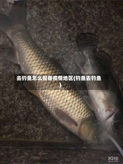 去钓鱼怎么报备疫情地区(钓鱼去钓鱼)-第1张图片